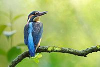 Eisvogel