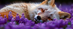 Fox Sleep