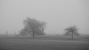 Twee bomen in een weiland gehuld in mist van Bram Lubbers