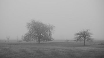 Twee bomen in een weiland gehuld in mist van Bram Lubbers