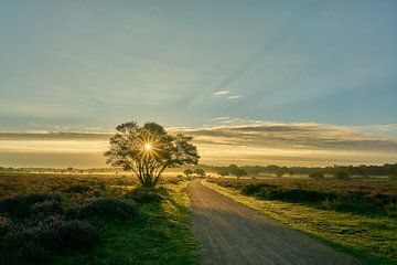 Zonnestralen na de zonsopkomst op de heide van Ad Jekel