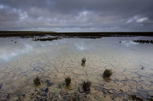 Wadden gebied op het eiland van Terschelling!
