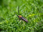 Käfer mit orangem Kragen und langen Antennen von Stijn Cleynhens Miniaturansicht