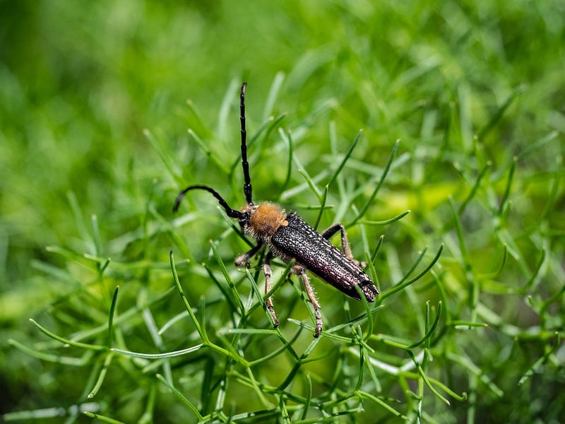 Käfer mit orangem Kragen und langen Antennen von Stijn Cleynhens