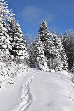 Een parcours in het bos in de winter van Claude Laprise