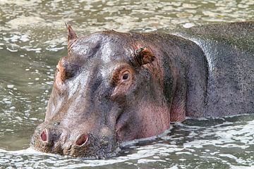 Happy Hippo von Angelika Stern