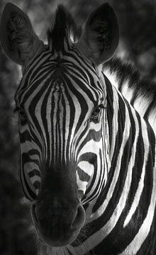 Afrikaanse barcode van Loris Photography