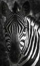 Afrikanischer Barcode von Loris Photography Miniaturansicht