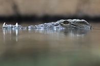 Crocodile van Jaco Verheul thumbnail