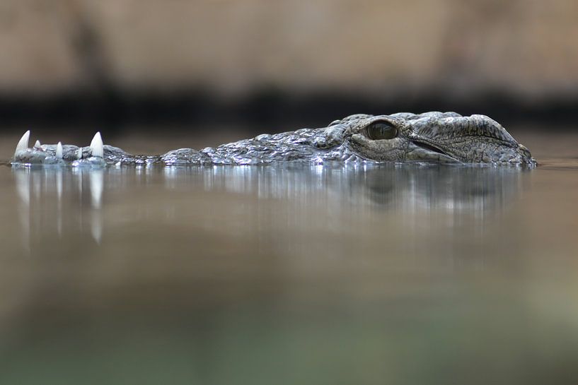 Crocodile van Jaco Verheul