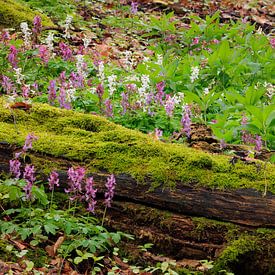 Weiß und lila blühende Höhlenwurzel im Wald von Sjaak den Breeje