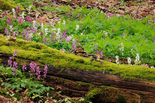 Flowering white and purple cave root in the forest by Sjaak den Breeje