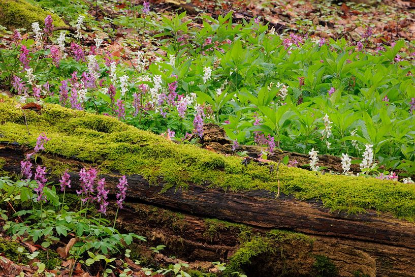Weiß und lila blühende Höhlenwurzel im Wald von Sjaak den Breeje