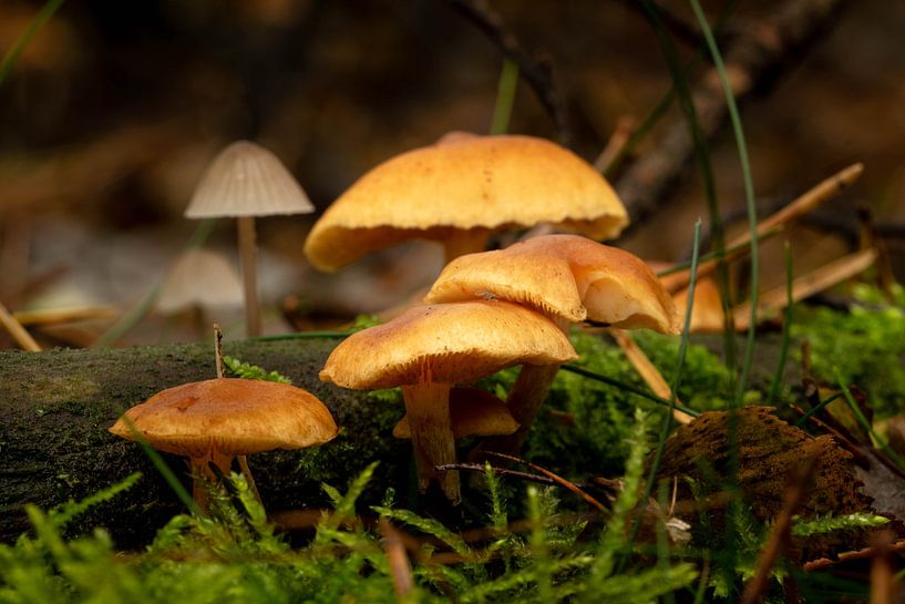 bruine paddestoelen in het bos van Robin Verhoef
