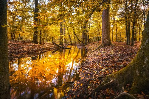 Leuvenum brook in autumn