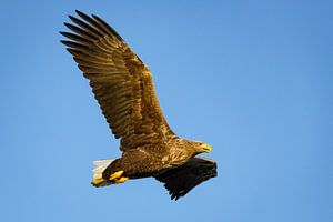 Seeadler auf der Jagd am Himmel