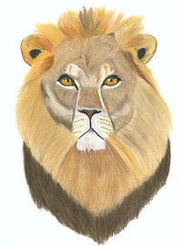 Portrait of a lion in pastel pencil by Kristel van Ruijven