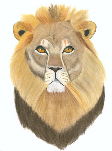 Portrait of a lion in pastel pencil