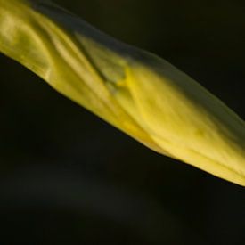 Hidden narcissus by Sarineke Daane