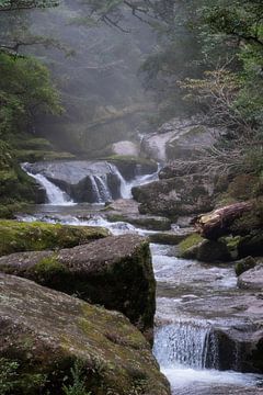 Een rivier door de bossen van Yakushima