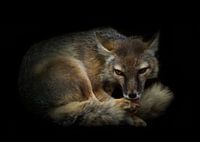 Polarfuchs Nahaufnahme