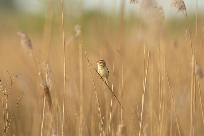 Reed warbler by SchumacherFotografie