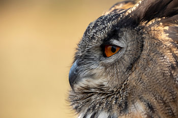 Europäischer Uhu - Bubo bubo