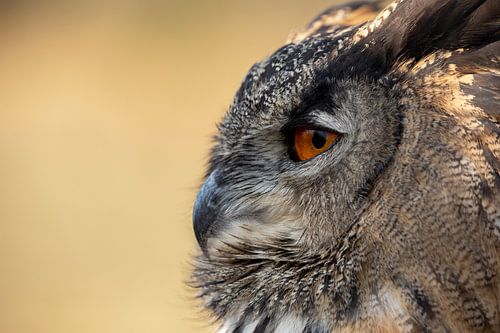 Europese oehoe - Bubo bubo