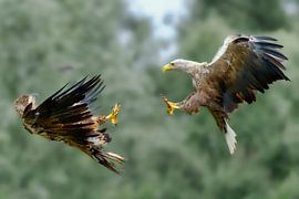 Deux pygargues à tête blanche en plein vol sur un fond vert tendre. sur Rob Geerlings