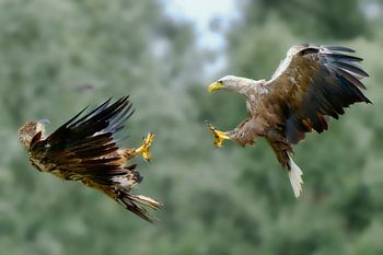 Two sea eagles in flight against a pale green background.