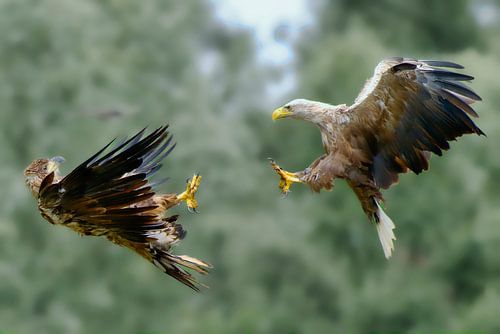 Two sea eagles in flight against a pale green background.
