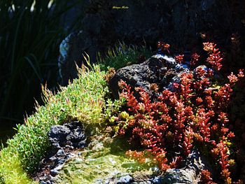 Kargheit ist gleich Schönheit