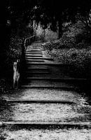 Walk in the park