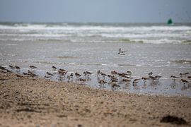 Sanderling on Vlieland