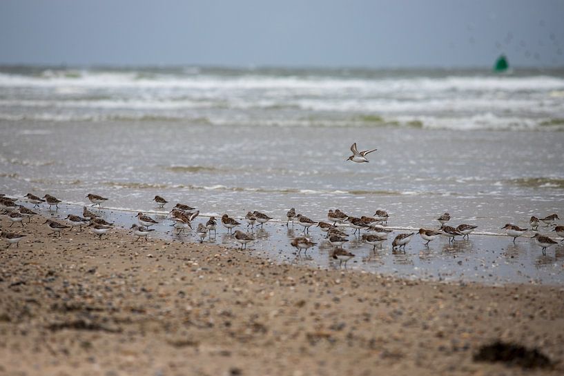 Drieteenstrandloper op Vlieland van Ton Tolboom