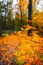 Herbst von Alexander van der Molen