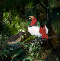 Pärchen Königs-Paradiesvogel, Cicinnurus regius, bei der Balz