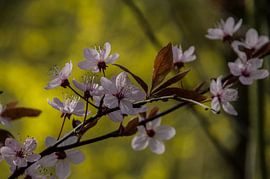 LENTE ... de natuur ontwaakt