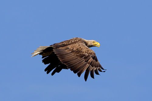 A white-tailed eagle in flight