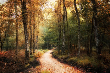 The winding road