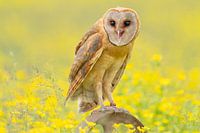 Barn owl