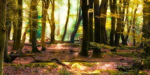 Ochtendlicht als goud