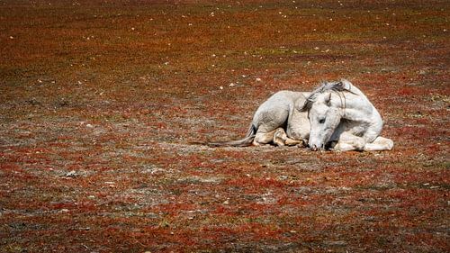 foal in Someren
