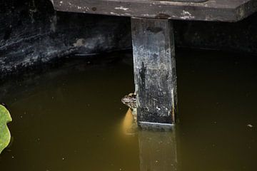 grenouille sur hetty'sfotografie