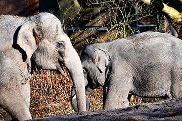 Oli-Fant by Truckpowerr