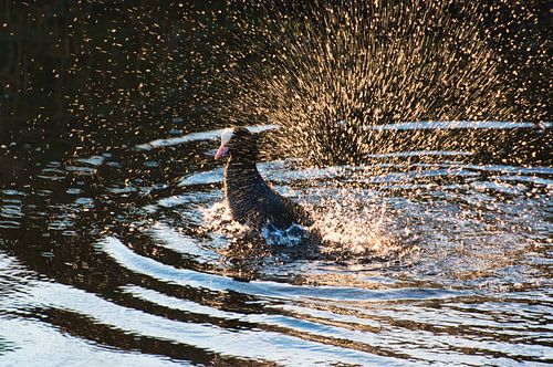 Coot wants to impress