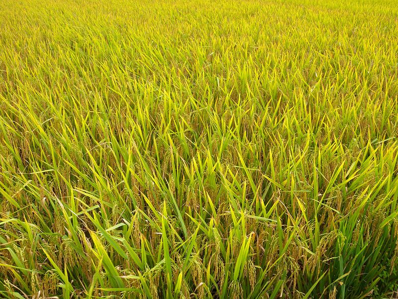 Green by Pieter Boogaard