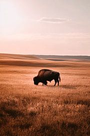 Bison on the prairie by Poster Art Shop