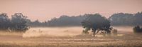 Panorama of the Gasterse Dunes by Henk Meijer Photography thumbnail