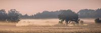 Panorama of the Gasterse Dunes